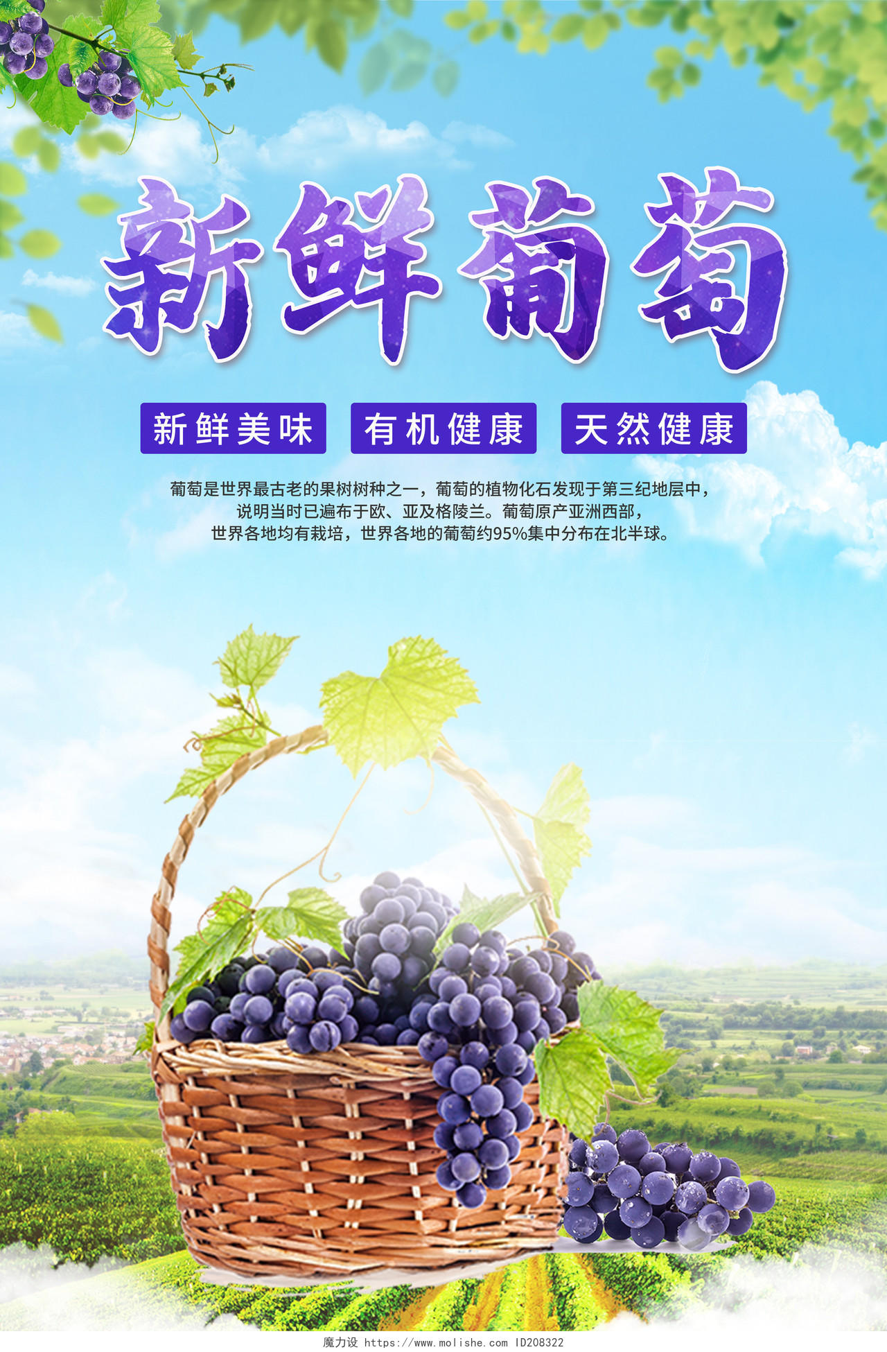 蓝紫色简约水果绿色新鲜葡萄宣传海报葡萄海报